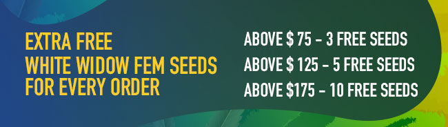 EXTRA FREE White WIDOW FEM SEEDS FOR EVERY ORDER Above $ 75 - 3 free seeds Above $ 125 - 5 free seeds Above $175 - 10 free seeds